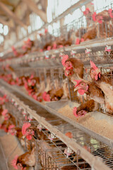 Eggs chicken farm, Chickens in battery cages laying eggs	