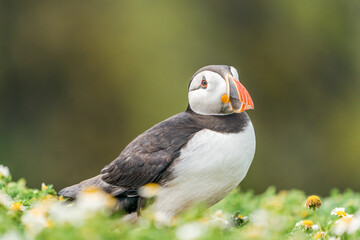 Atlantic puffin (Fratercula arctica) on Skomer Island, Wales.