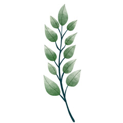 leaves isolated on white background