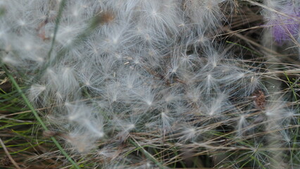Chardon sauvage, graines de chardon en été, 