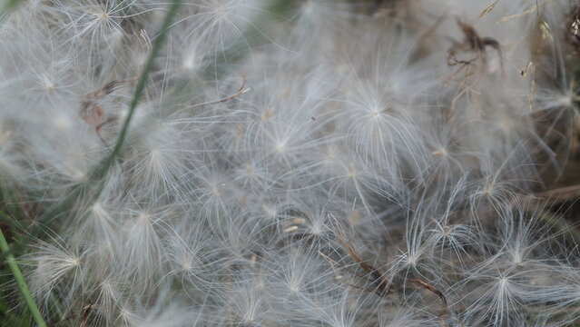 Chardon sauvage, graines de chardon en &eacute;t&eacute;, 