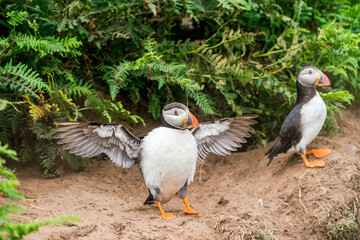 Atlantic puffins (Fratercula arctica) on Skomer Island, Wales