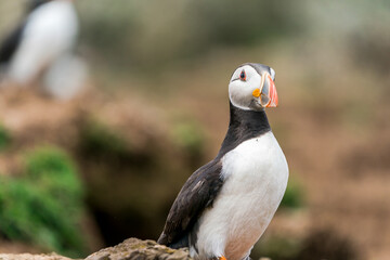 Atlantic puffin (Fratercula arctica) on Skomer Island, Wales.