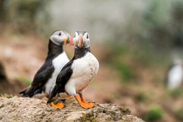 Obraz premium Atlantic puffins (Fratercula arctica) on Skomer Island, Wales