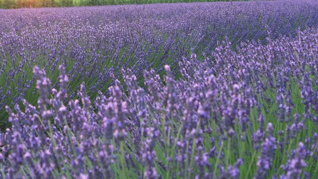 Lavender field Lavender Provence Sunset in Marseille Avignon