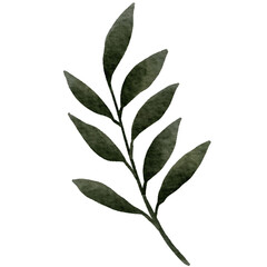 green leaves isolated on white background