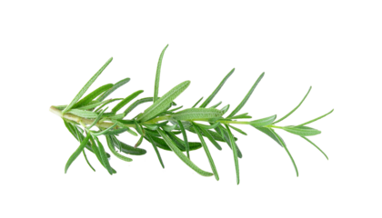 Rosemary on transparent png