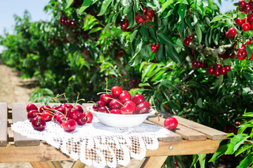 ripe juicy cherry berry in a white plate on the table