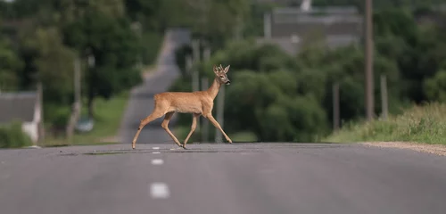 Zelfklevend Fotobehang a young roe deer, one of the wild animals, crosses the road © Юрий Горид