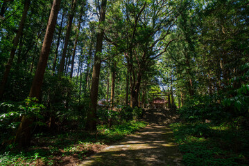 Obraz premium path in the forest