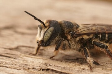 Facial closeup on a female mediterranean Horned woodborer bee, Lithurgus cornutus sitting on wood