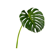 Monstera leaves isolated on white background © sathit