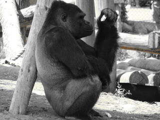 Gorille qui déguste une banane