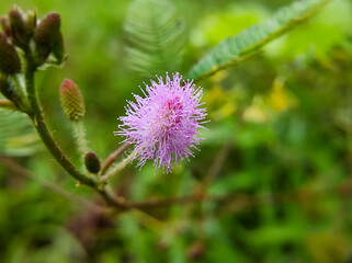 Mimosa pudica flower in bloom, macro photo, close-up