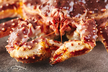 Live king crab on gray background close-up