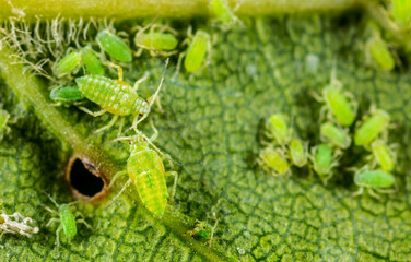 Aphid close up on a green leaf. Crop harvests, insecticidal treatment. Damaged plant leaves,...
