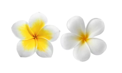 Foto op Canvas Frangipani isolated on transparent png © sommai