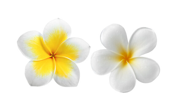 Frangipani isolated on transparent png