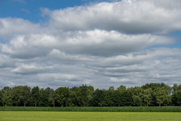 Fototapeta na wymiar Grassland with corn and a forest edge in the north of the Netherlands.