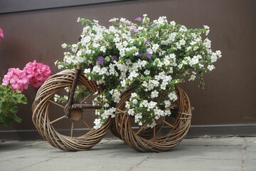 Close-up shot of white petunia flowers on a wooden decorative bicycle