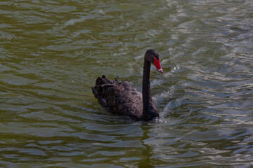 black swan swimming in a pond