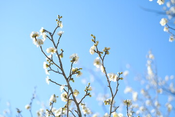 Plum Buds and Flowers