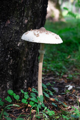 Fototapeta premium Blurred image of a mushroom on a background of wood and greenery.