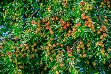 Sweet jujubes grow on jujube tree. Ripe date fruits in autumn season.