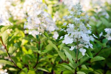 Blurred image of white blooming hydrangeas on a sunny summer day.