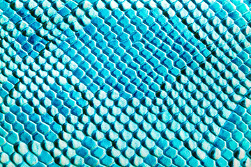 Beautiful blue bright python skin, reptile skin texture, multicolored close-up as a background. © Vera
