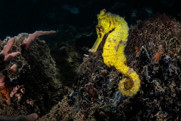Beautiful view of yellow longsnout seahorse (hippocampus reidi)