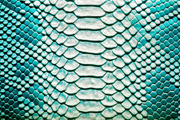 Beautiful blue bright python skin, reptile skin texture, multicolored close-up as a background.