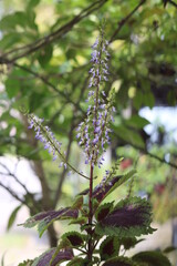 Coleus, herbaceous plant and annual shrub that is often used as an ornamental plant in the yard