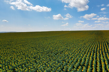 Fototapeta na wymiar Aerial fly over of sun flower fields during the summer 