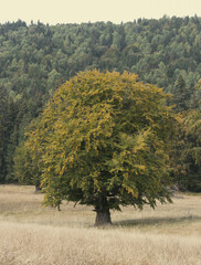 tree in the field