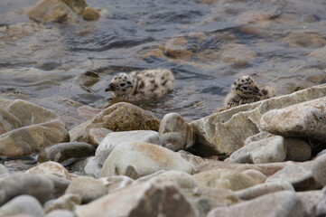 Common Gull fledgling, Sound of Islay, Isle of Jura, Scotland