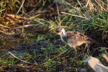 Baby Blacksmith Lapwing (Vanellus armatus) 14926