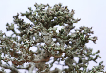 selective focus of detail on the bonsai branches