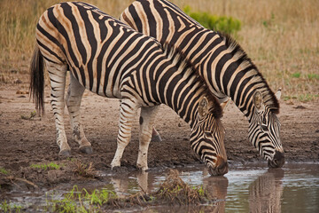 Fototapeta na wymiar Drinking Zebra (Equus quagga burchellii)14860