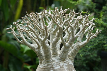 selective focus of detail on the bonsai branches
