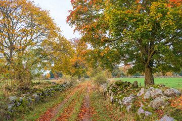 Fototapeta premium Autumn colors at a dirt road in a rural landscape