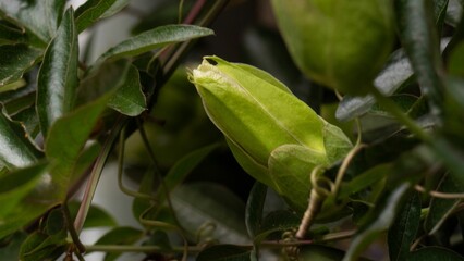 Closeup of violet passiflora buds growing among other plants