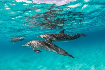 Dolphin swimming in the clear water ocean