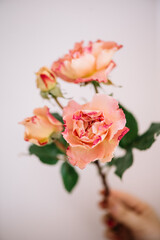 Single tender pink,multi-headed rose flower on the grey background, close up view