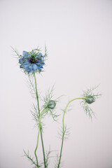 Beautiful single blue Nigella flower on the grey wall background, close up view