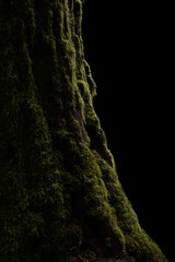 Trees, Mossy Tree, McKenzie River, Oregon