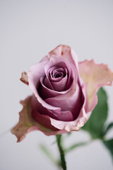Beautiful blossoming single purple memory lane rose flower on the grey wall background, close up view