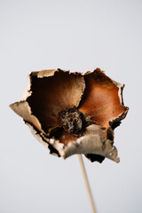 Single flower on the grey background, close up view