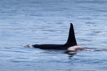 Whales Orca Auke Bay Juneau Alaska