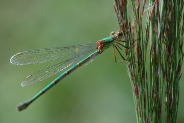 Dragonfly on a green plant.